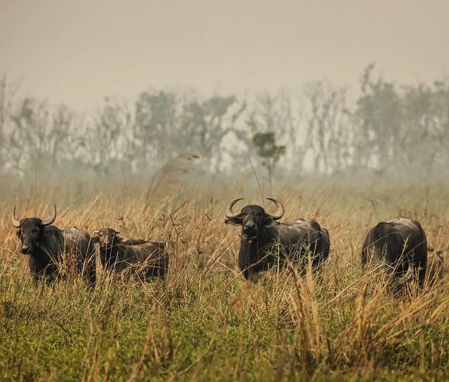 Koshi Tappu Wildlife Reserve